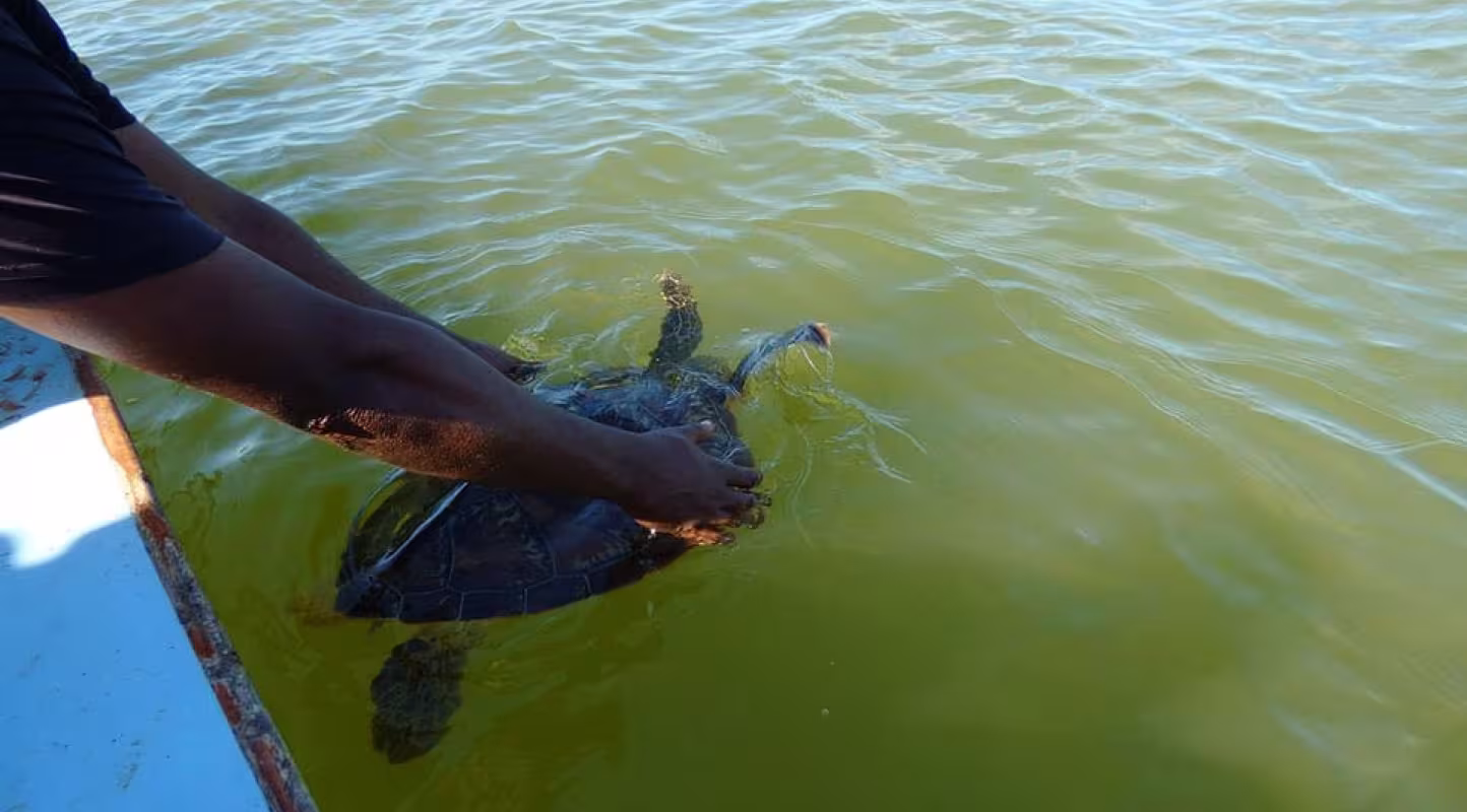  Une tortue verte (Chelonia mydas)piégée dans un filet maillant est relâchée au large de Maintirano (Madagascar)