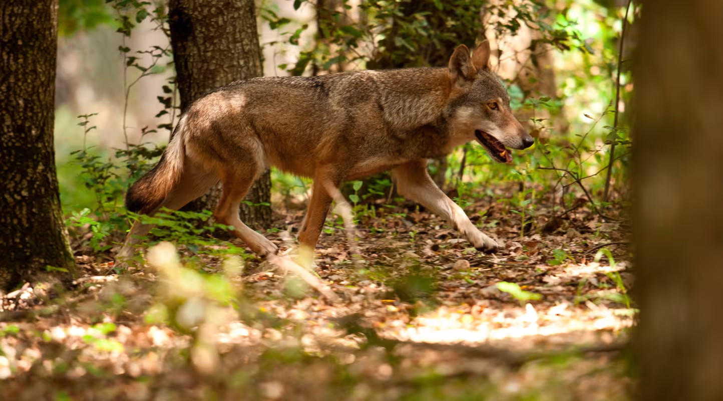 Loup se baladant dans une forêt en Italie