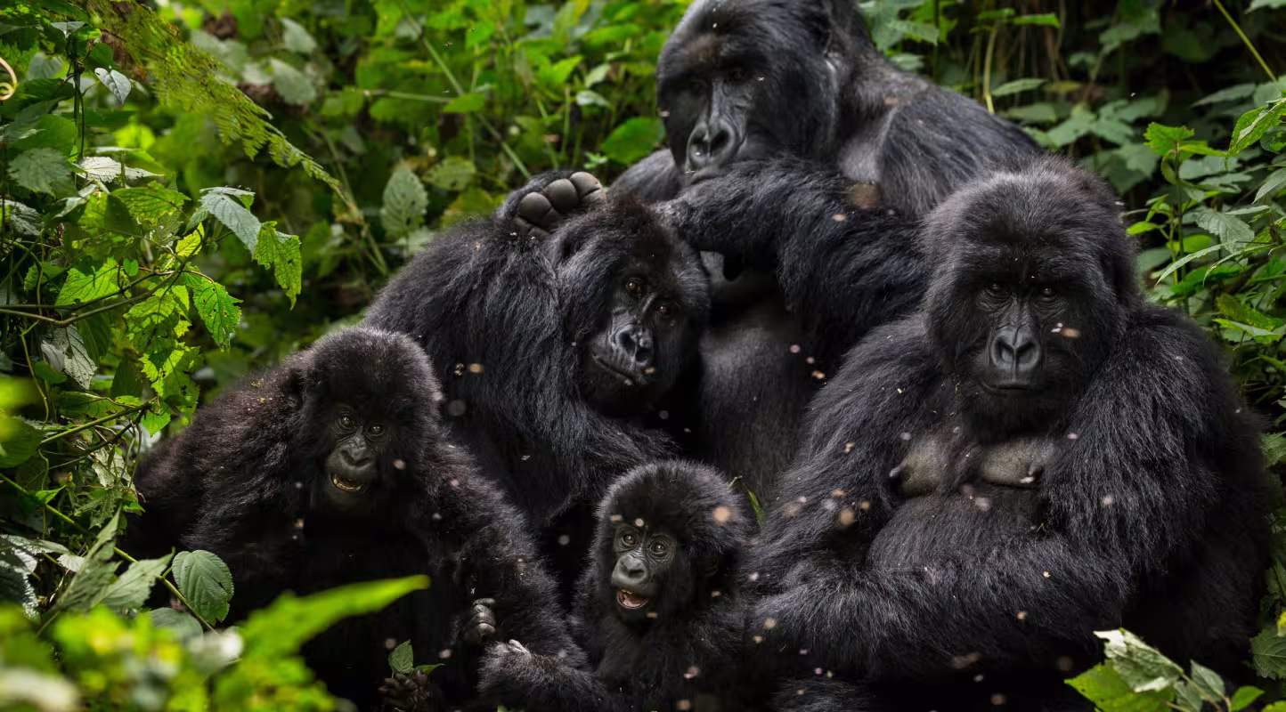 Famille de gorilles des montagnes dans le parc national de Virunga (République Démocratique du Congo)