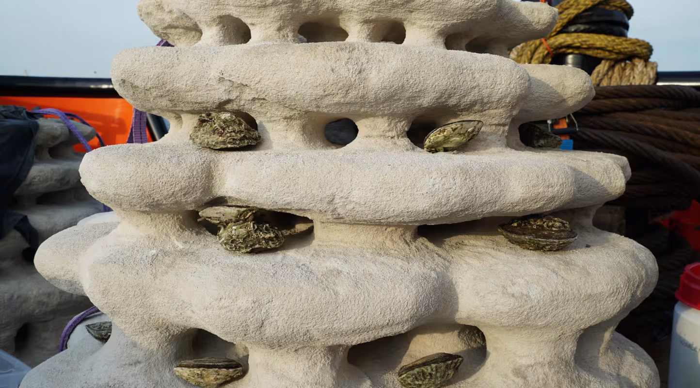 Un récif coralliens imprimé en 3D afin de récréer des habitats artificiels pour les poissons et les macro-invertébrés (Pays Bas) 
