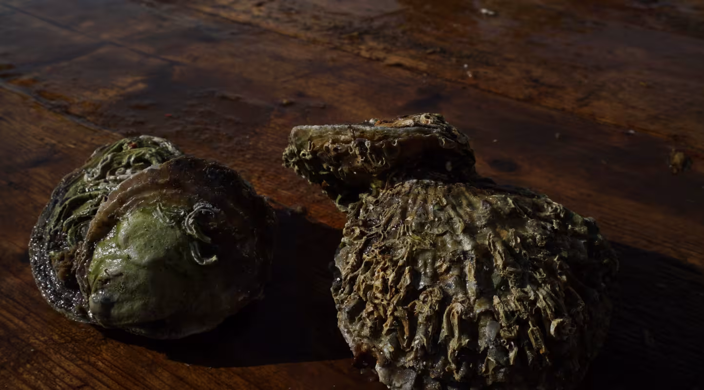 Trois huîtres plates norvégiennes (Ostrea edulis) 