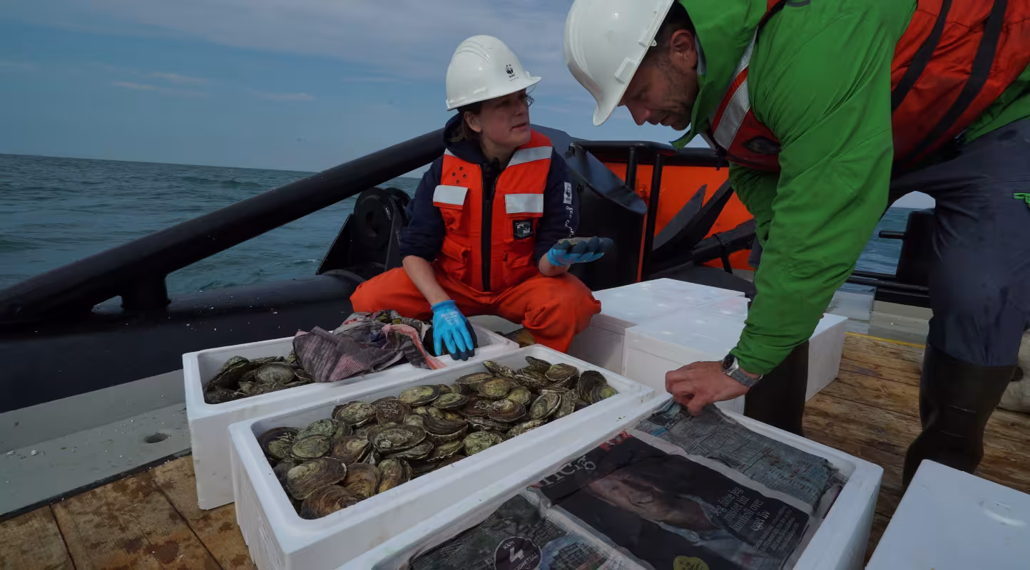 Vues sur plusieurs bacs remplis d'huîtres plates norvégiennes (Ostrea edulis) sur un bateau (Pays Bas)  