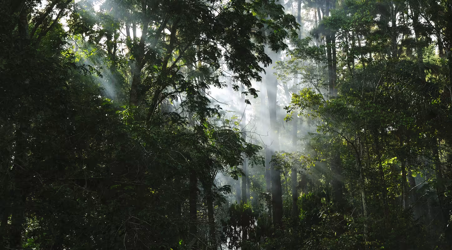Forêt malgache, Parc amazonien de Guyane