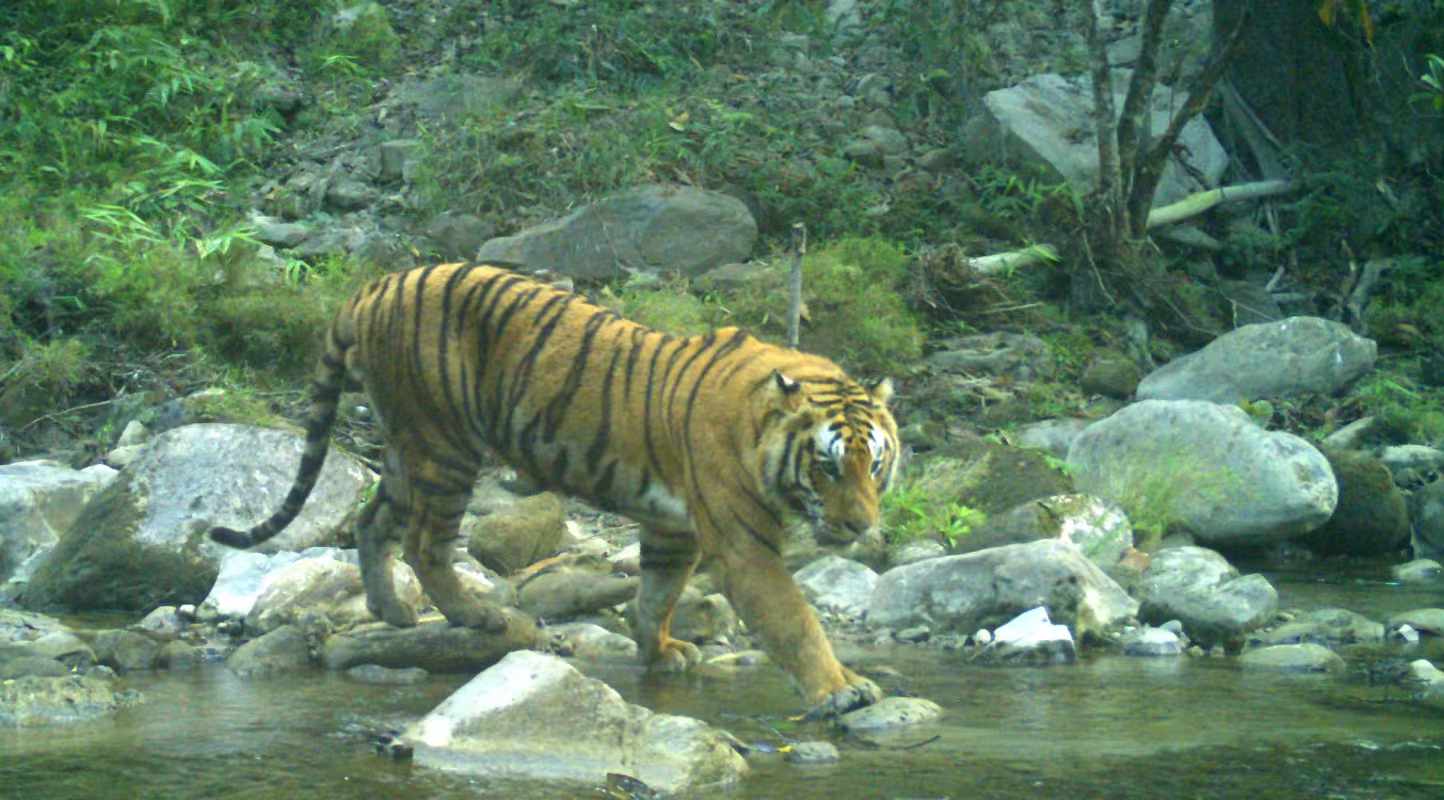 Un "panthera tigris tigris" népalais qui traverse une rivière.