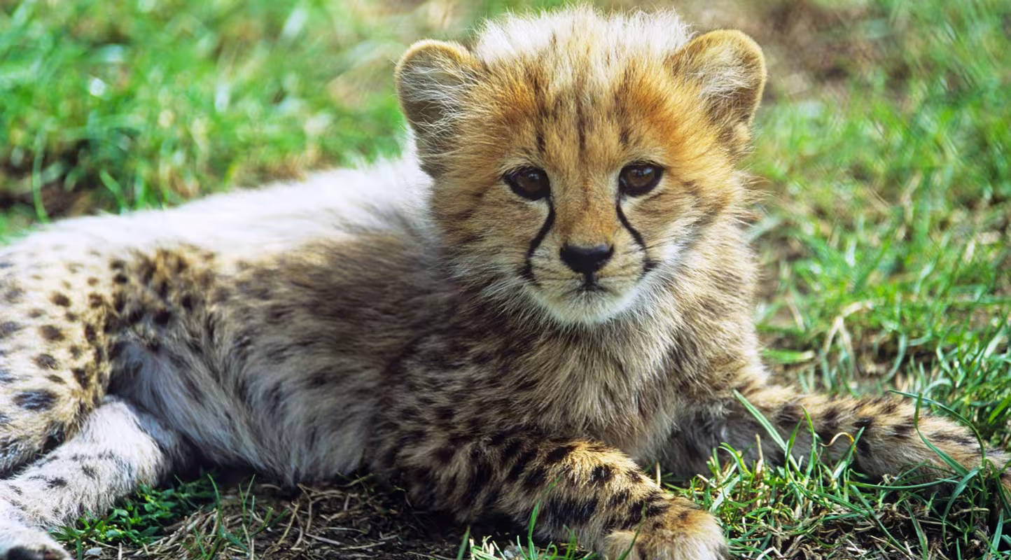 Bébé Guépard