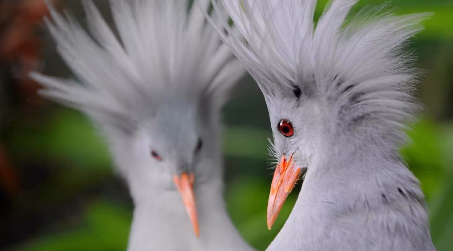 Le Cagou, oiseau emblématique de Nouvelle Calédonie