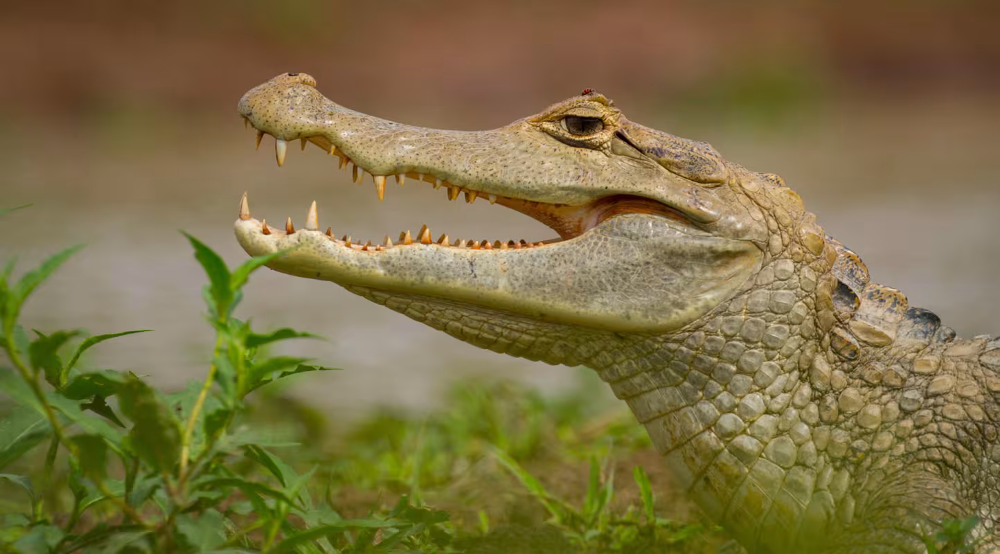 Caïman à lunettes (Caiman crocodilus) dans les llanos de Colombie