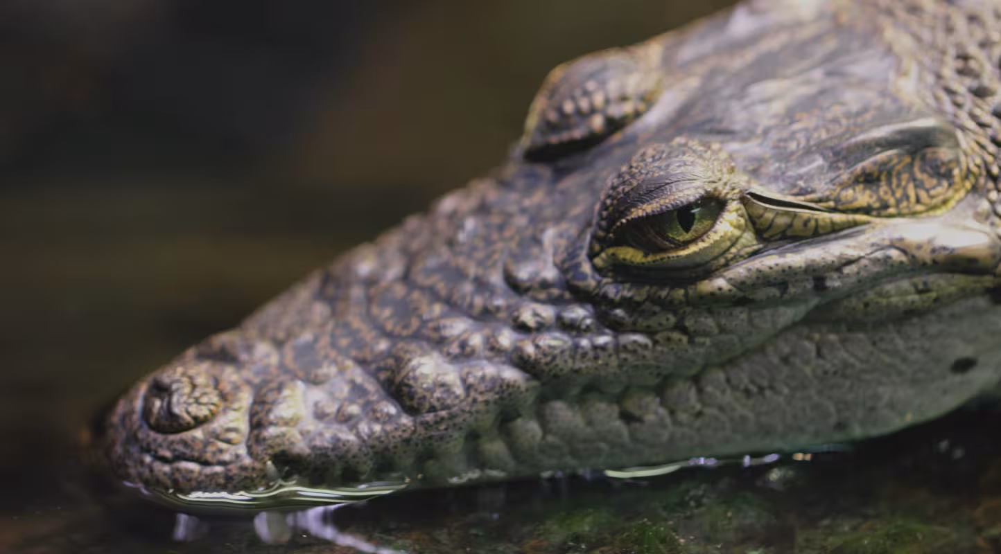 Crocodile de Morelet (Crocodylus moreletii)