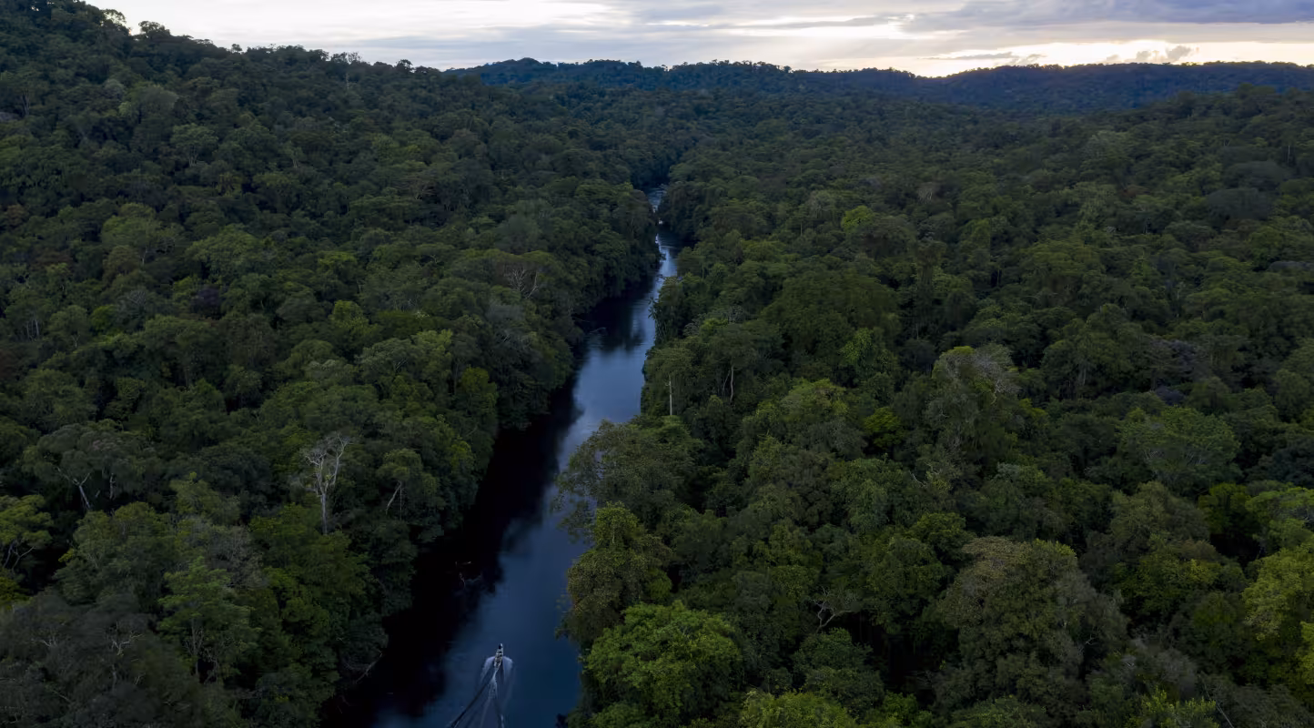 Vue aérienne de la forêt de Guyane