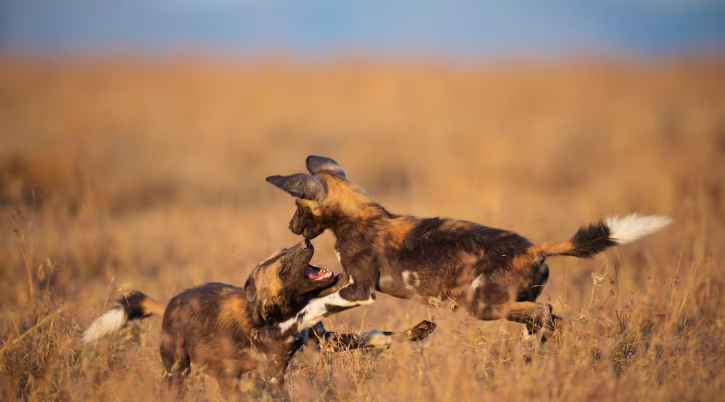 Deux lycaons (Lycaon pictus) jouant