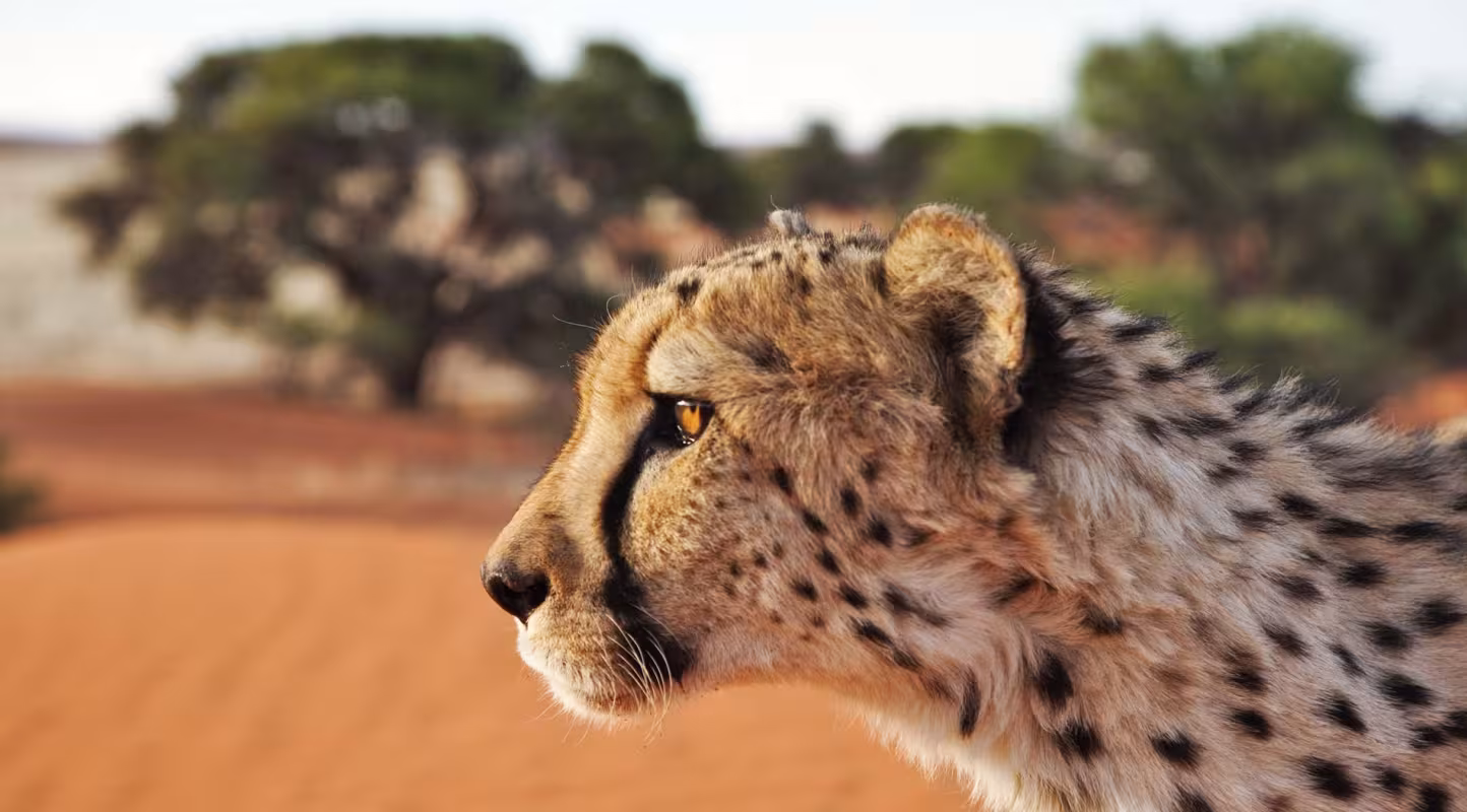 Guépard de profil, en Namibie