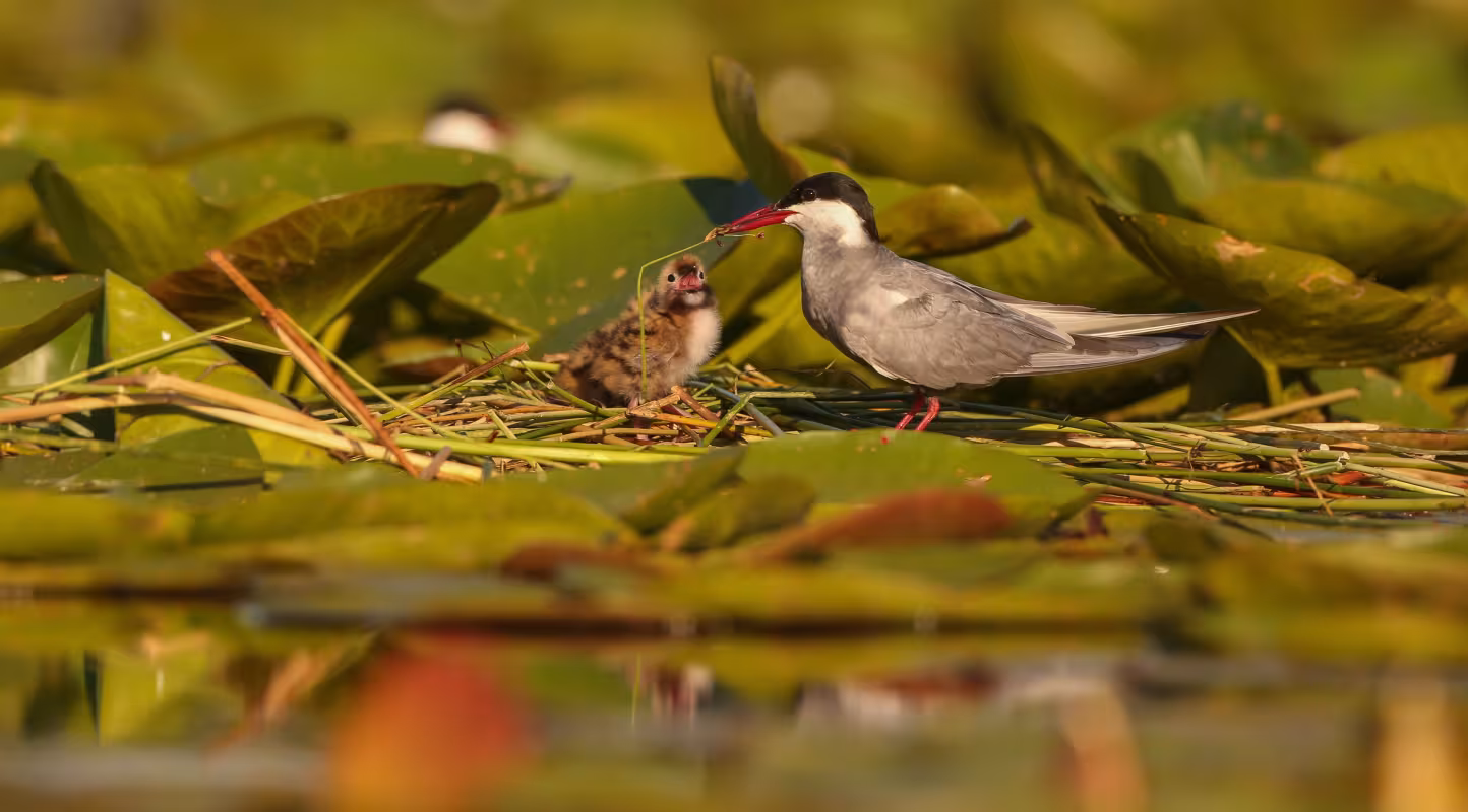 Une guifette moustac (Chlidonias hybrida) et son poussin dans la Réserve nationale naturelle de Chérine, France