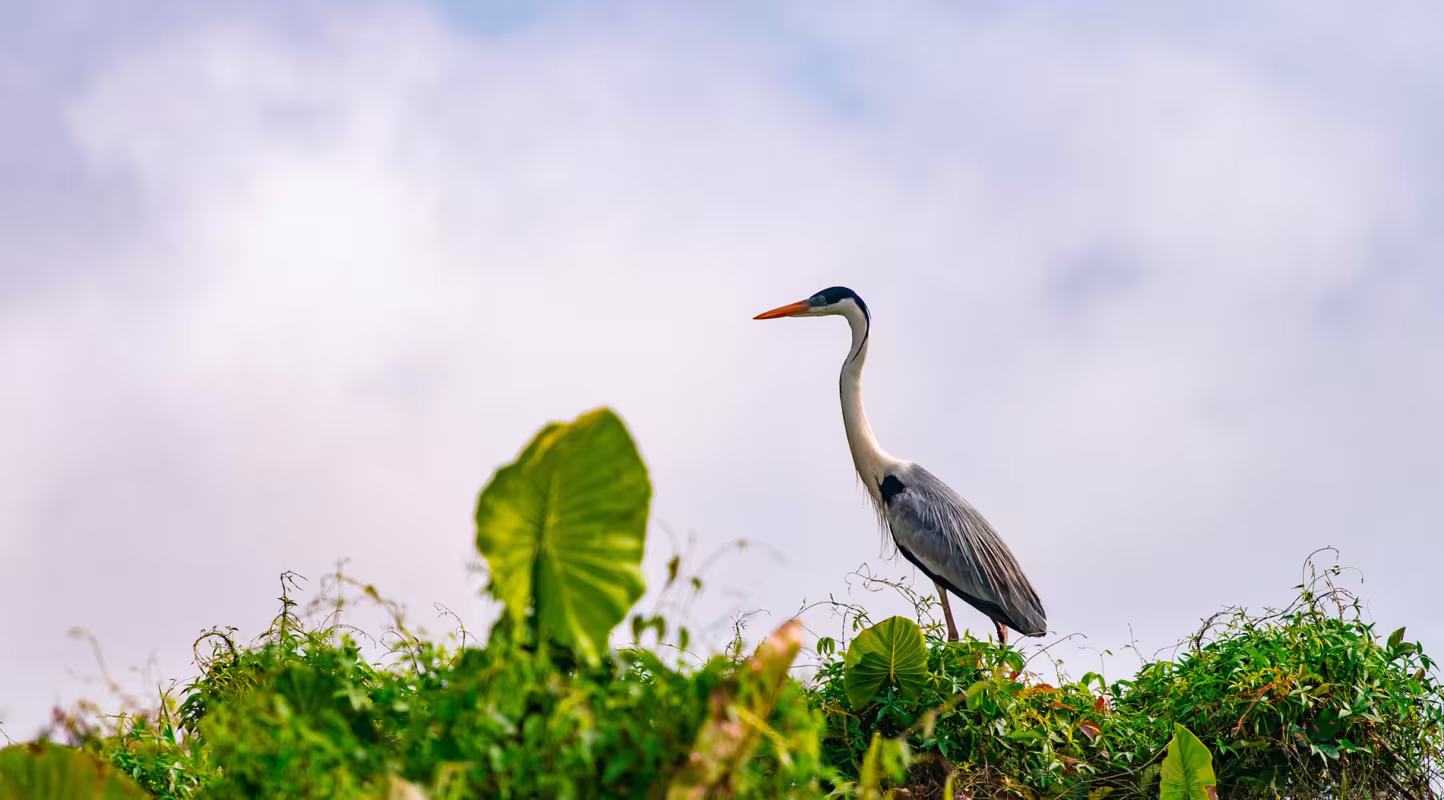 Héron dans la Laguna Negra (lac Noir), près de San José del Guaviare, département de Guaviare, Colombie.