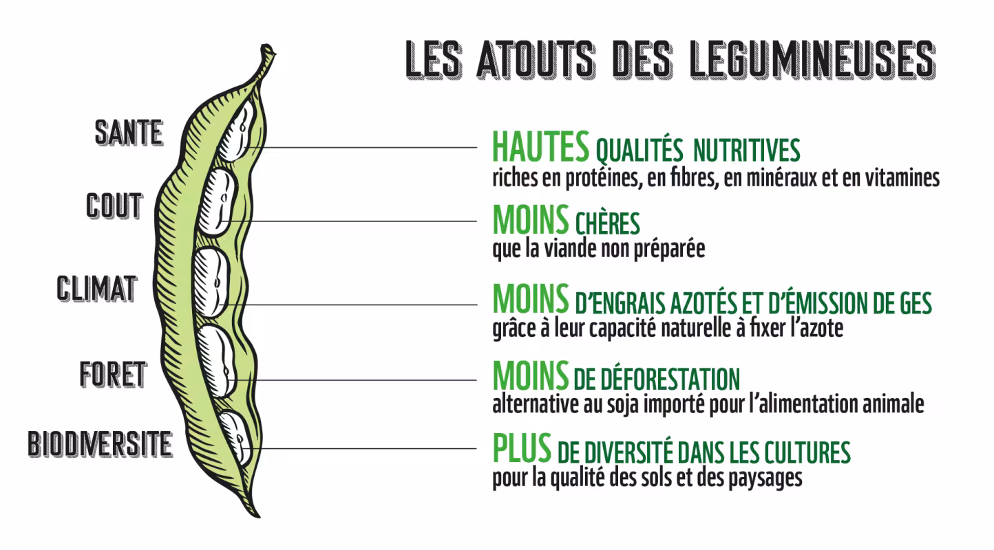 Les cinq grands atouts des légumineuses pour notre santé, notre portefeuille, le climat, les forêtset  la biodiversité.