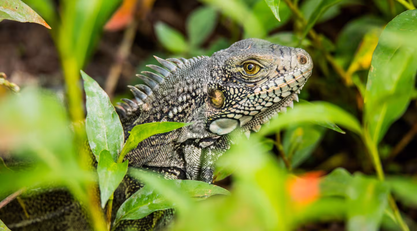 Iguana Cesanare - Colombie