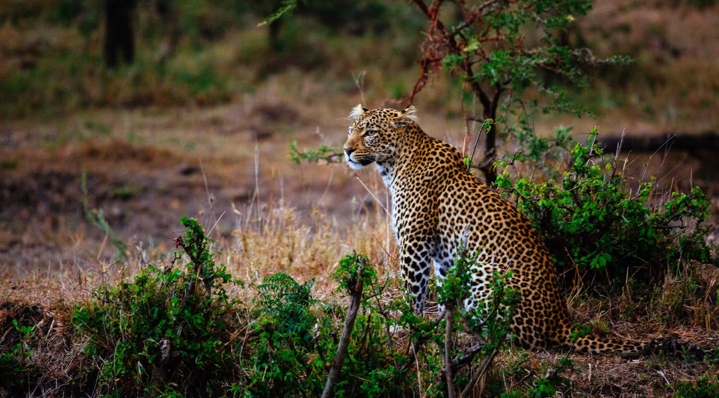 Un léopard (Panthera pardus) est assis dans l'herbe dans une réserve au Kenya.