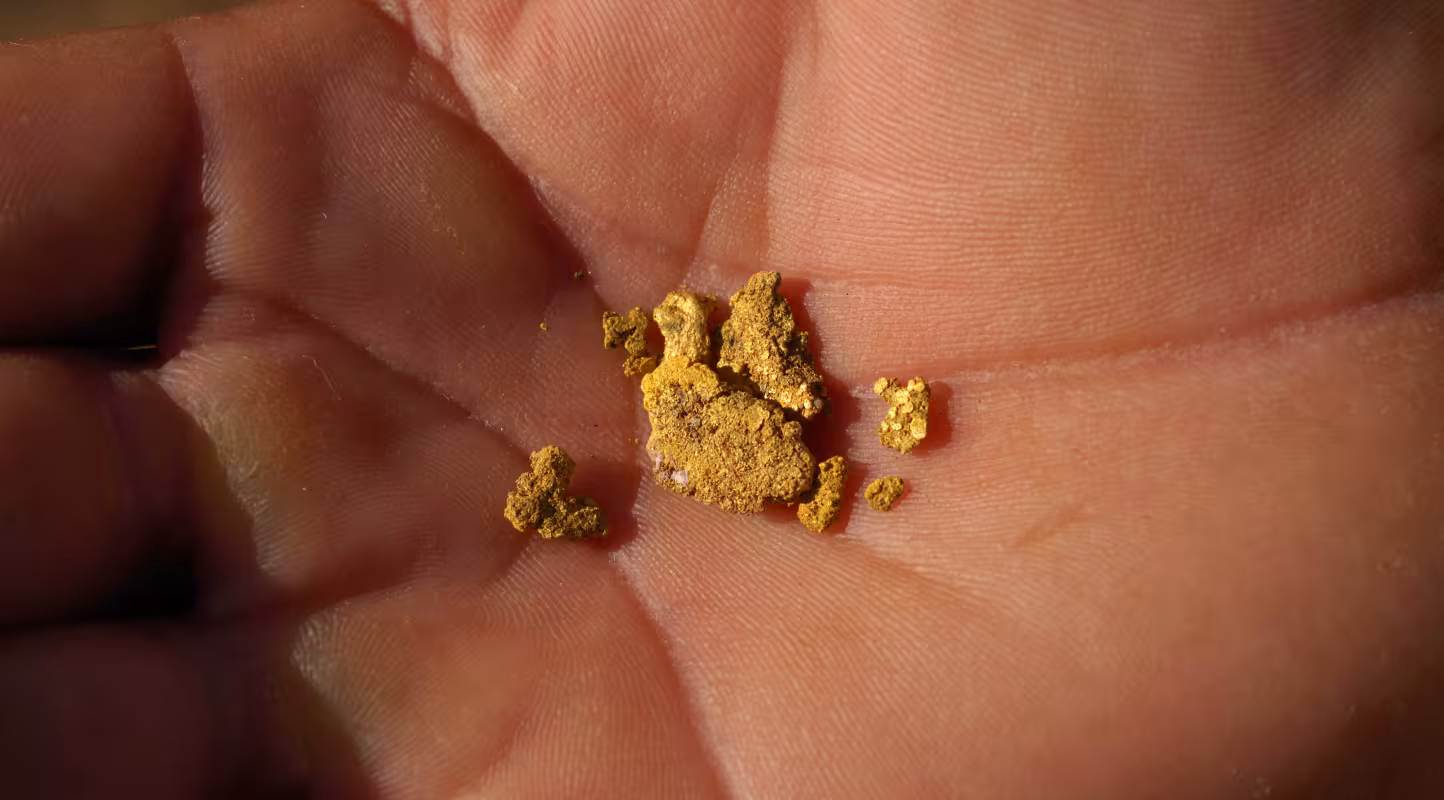 Pépites d'or dans le creux de la main d'un chercheur d'or, le résultat d'une semaine de travail (Parc national de Juruena, Brésil)