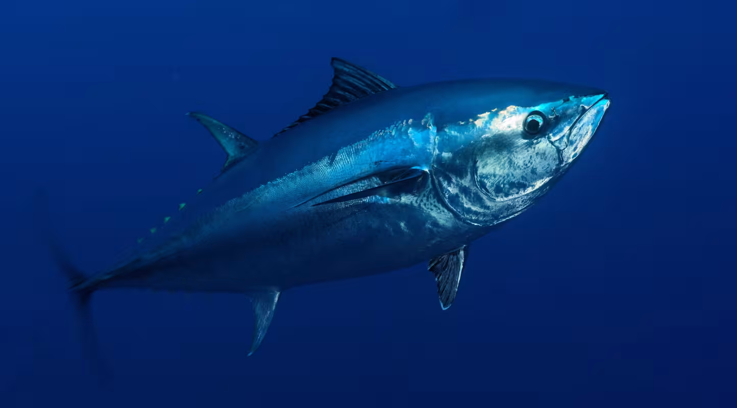 Thon rouge d'Atlantique (Thunnus thynnus) dans les eaux de Malte, Mer Méditerranée