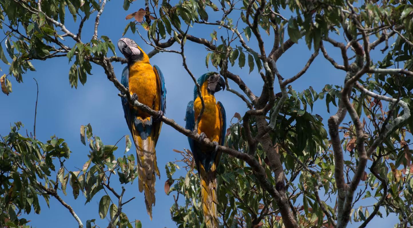 Deux aras bleus (Ara ararauna) dans la forêt Amazonienne, Brésil