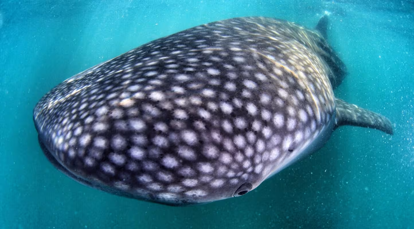 Un requin baleine (Rhincodon typus) au Mexique