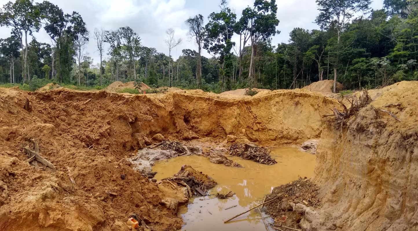 Les garimpeiros (adeptes des pratiques d'orpaillage illégal) contribuent fortement à la déforestation de l'Amazonie (Guyane française et Suriname)