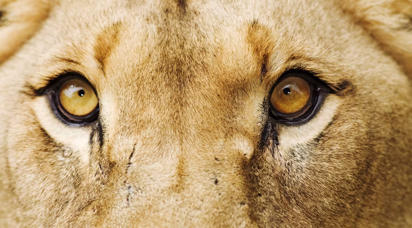 Regard de Lion (Panthera leo)