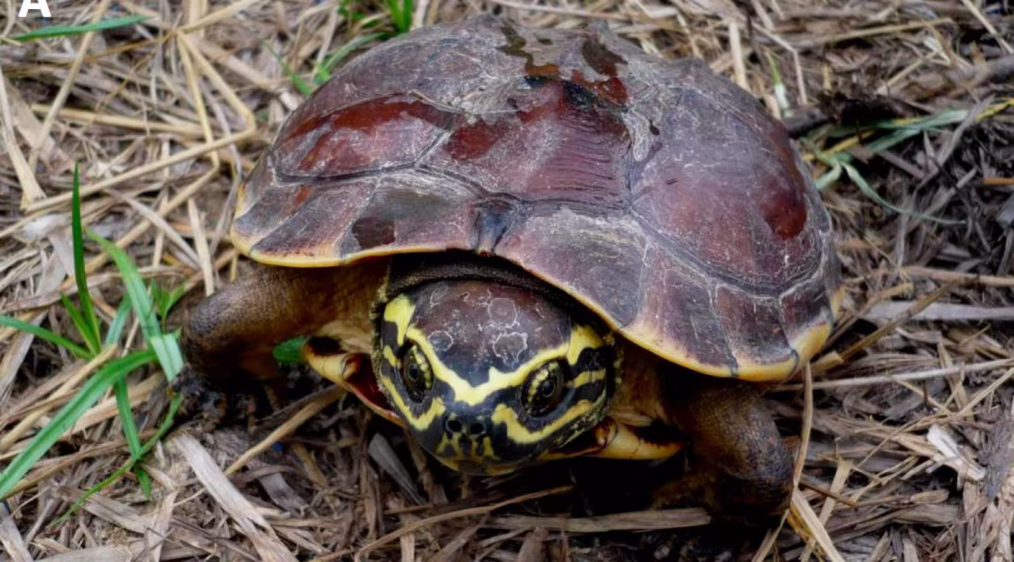 Tortue mangeuse d'escargots (Malayemys isan), Grand Mékong