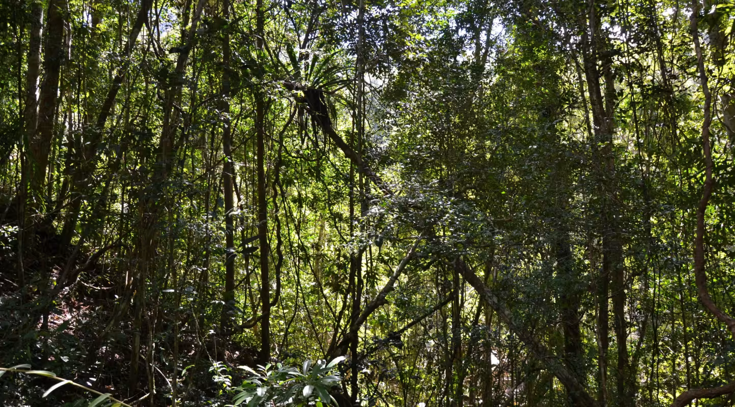 La forêt de Madagascar