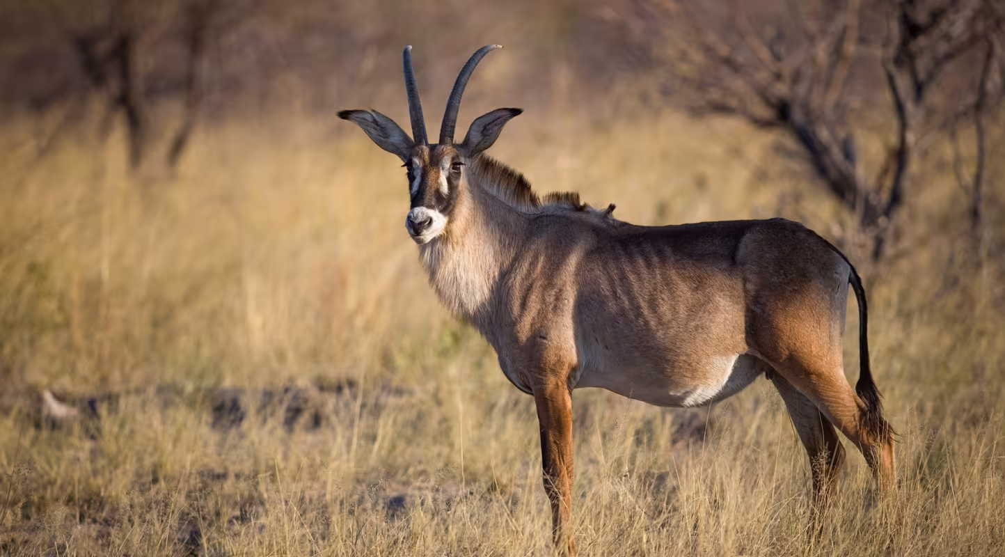 Antilope rouanne (Hippotragus equinus), Parc national de Mudumu (Namibie)