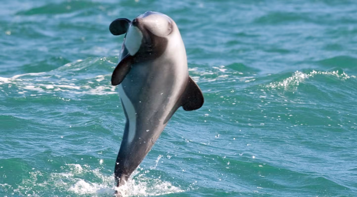 Dauphin Maui de Nouvelle-Zélande qui saute hors de l'eau