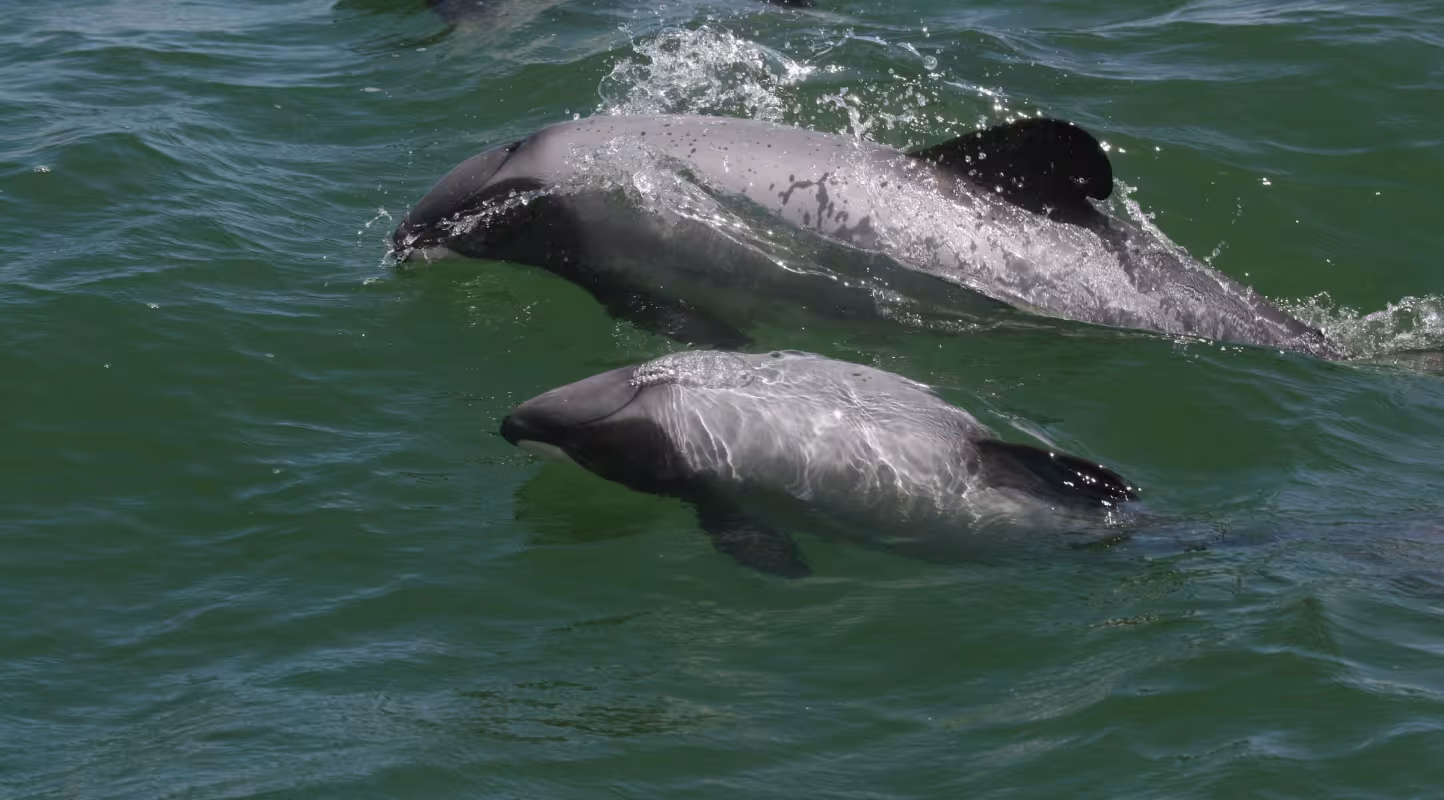 Une mère et son enfant dauphins Maui (Cephalorhynchus hectori maui) dans les eaux de Nouvelle-Zélande