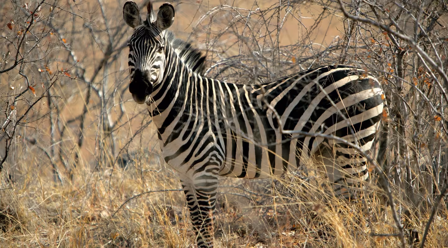 Zèbre de Grant (Equus quagga bohemi), Parc national de Ruaha (Tanzanie)