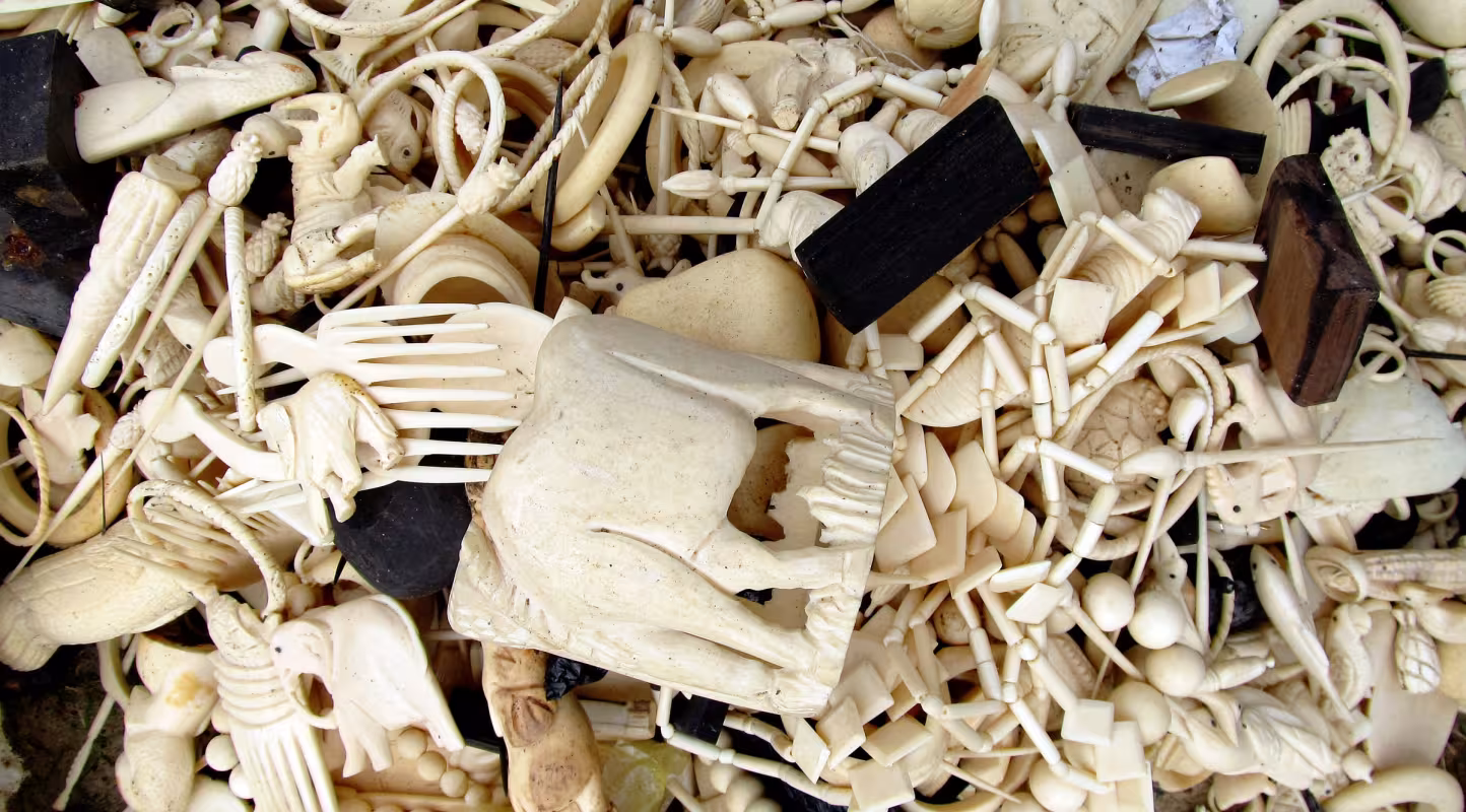 Plusieurs produits en ivoire sculptés à partir de défenses d'éléphants et de cornes de rhinocéros confisqués par des patrouilles anti-braconnage, Gabon (Afrique)