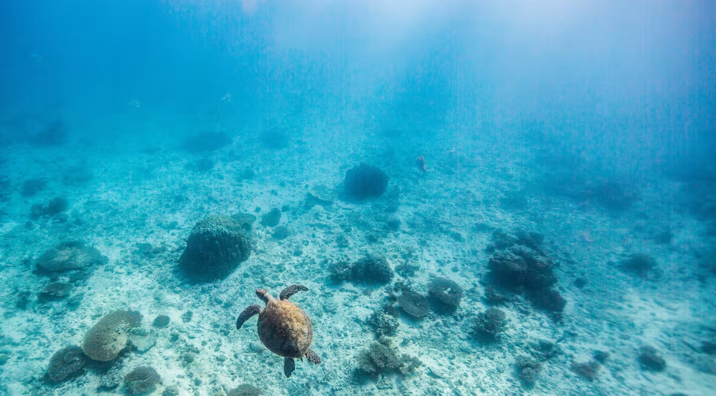 Une tortue verte (Chelonia mydas) en train de nager (Australie)