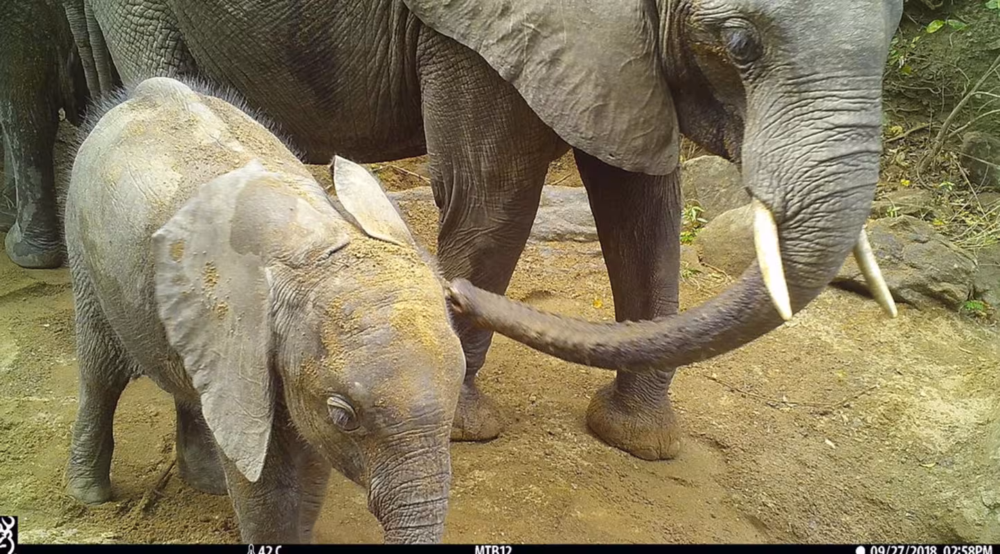 Une femelle éléphant avec son petit à un point d'eau dans la réserve de Selous
