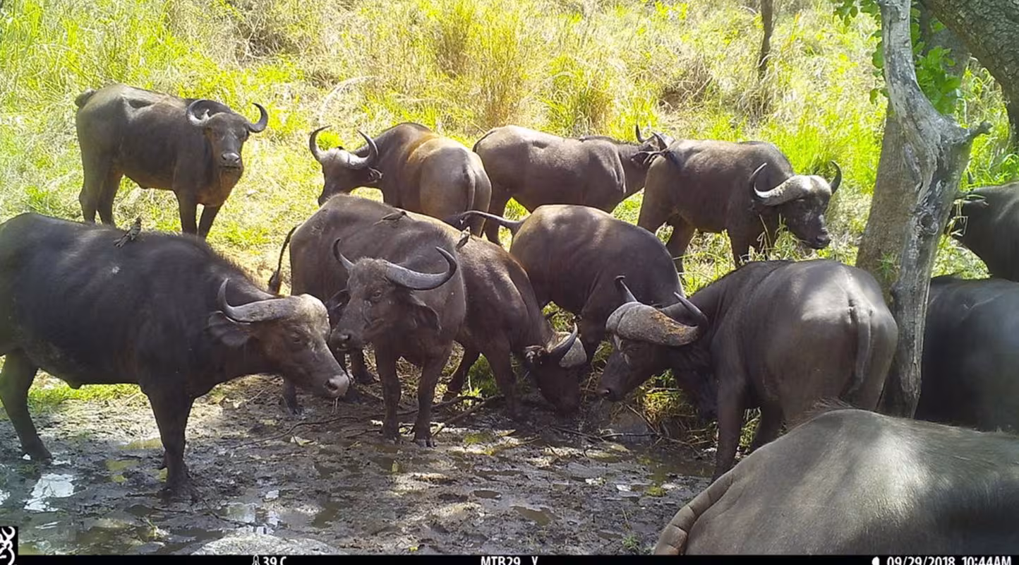 Image d'un groupe de buffles pris au piège par une caméra dans un trou d'eau de la réserve de Selous