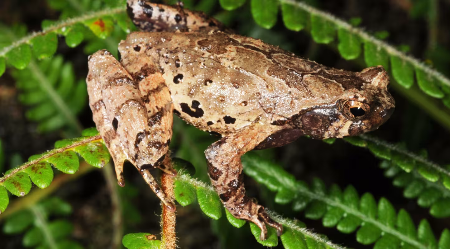 Un crapaud des montagnes découvert au Vietnam en 2017.