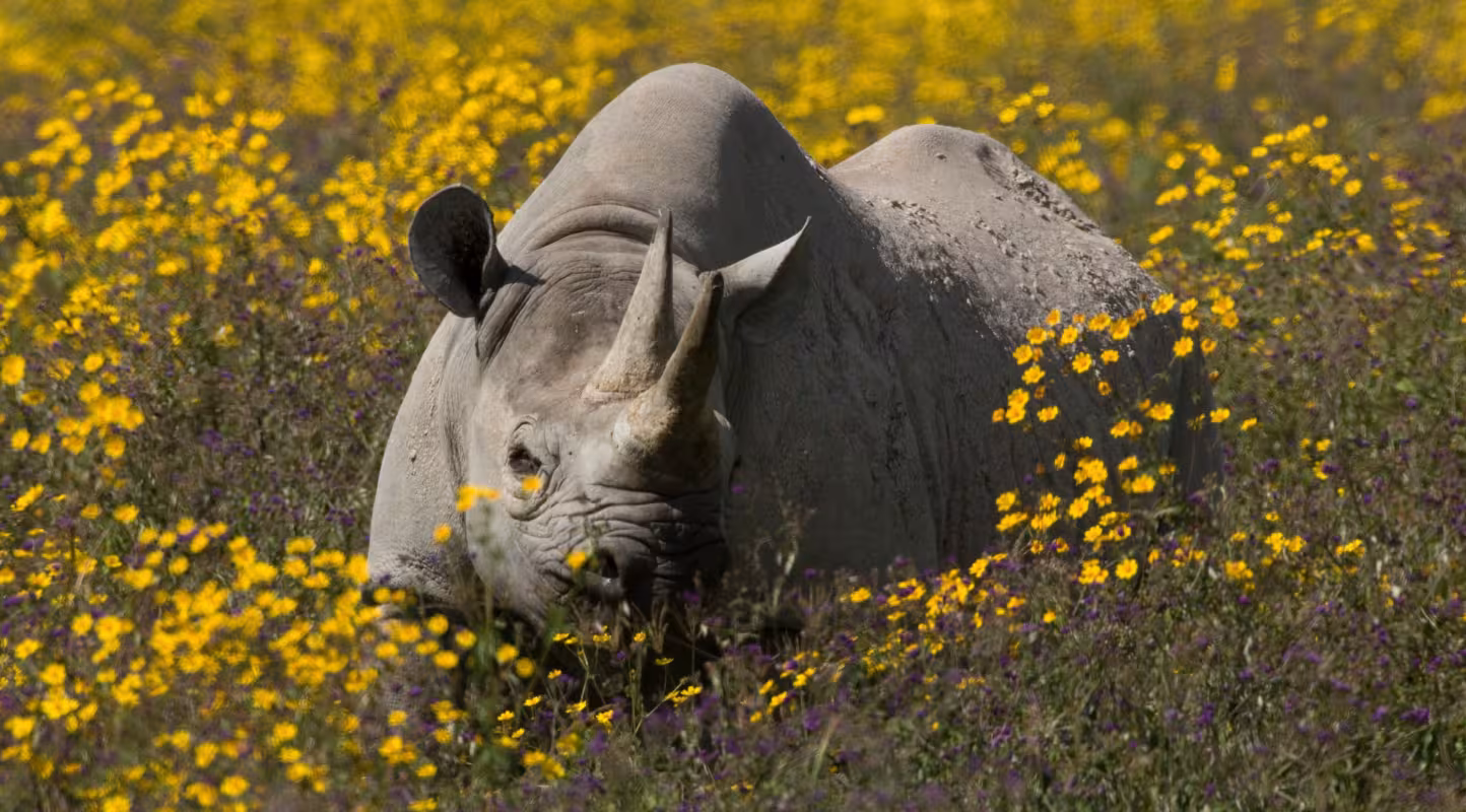 Rhinocéros noir dans un champ de fleurs