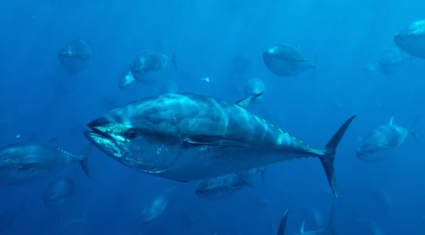 Un banc de thons rouges du Mexique (Thunnus thynnus) 