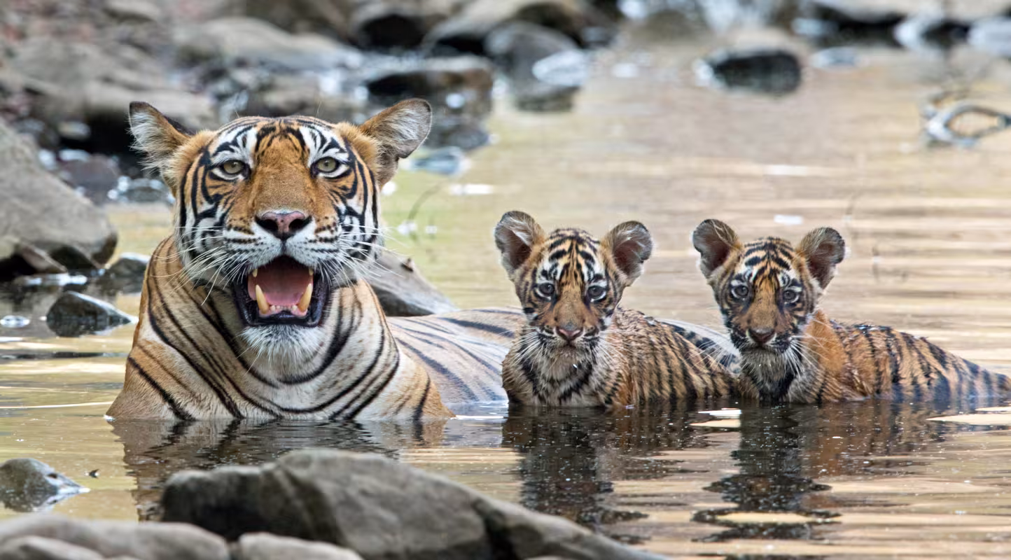 Une "panthera tigris tigris" femelle et ses deux petits dans l'eau