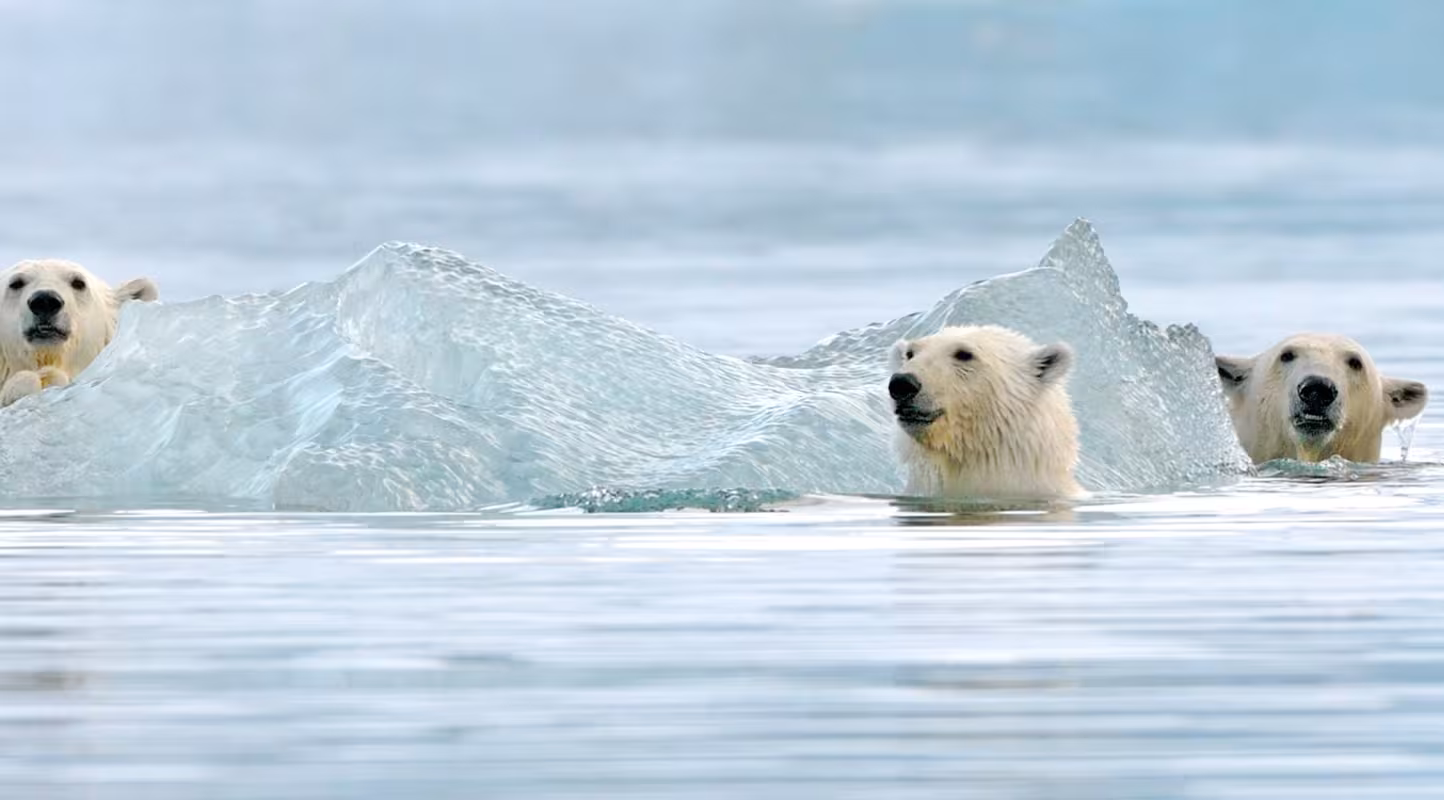Une mère ours polaire et ses deux oursons en train de jouer dans l'eau près d'un iceberg dans le Svalbard (Norvège)