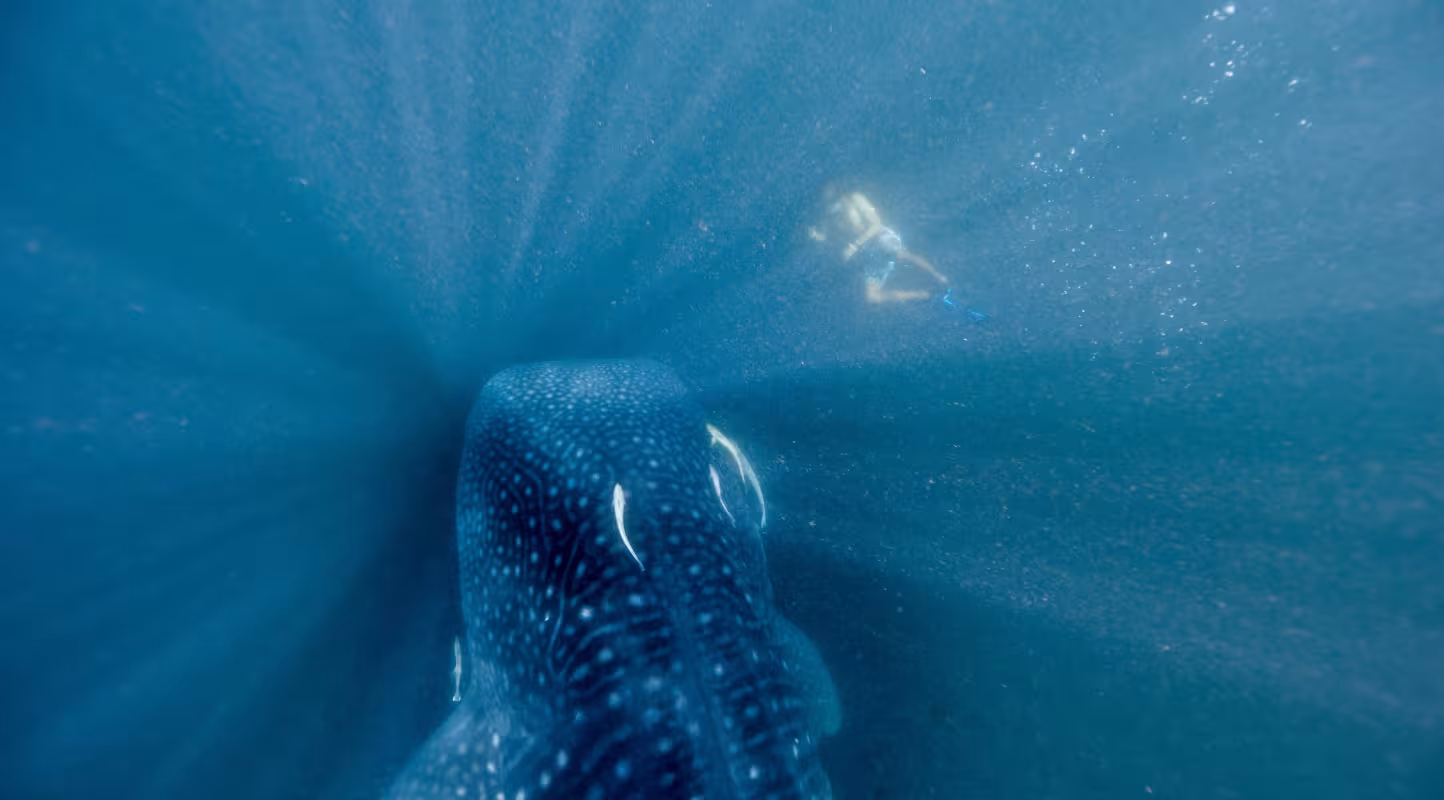 Requin-baleine et plongeur, Donsol, Philippines