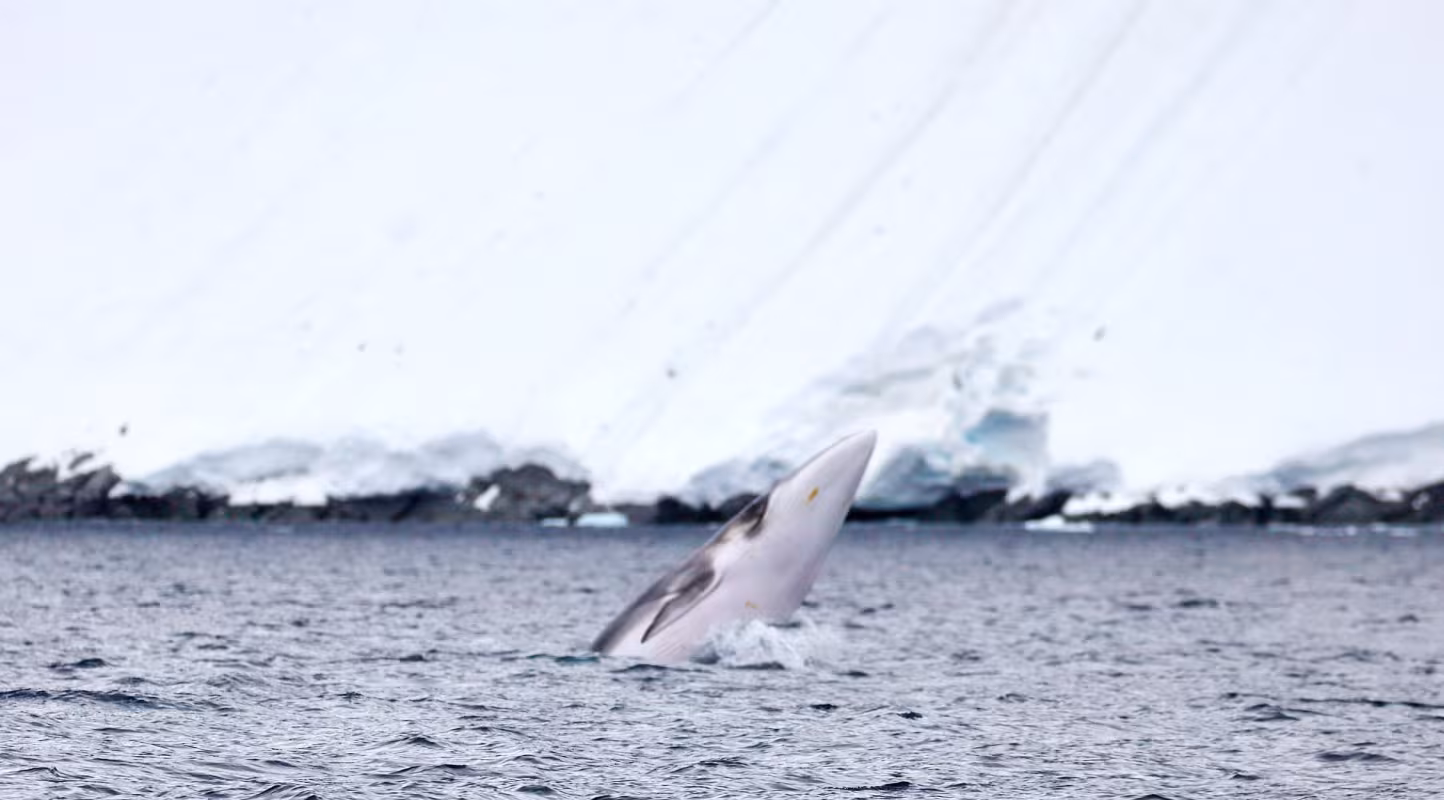 Baleine de Minke (Balaenoptera bonaerensis) dans l'Antarctique