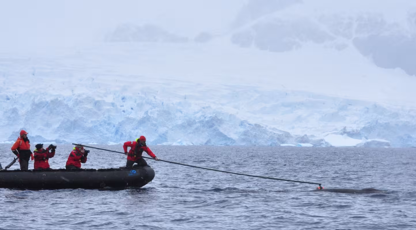 Des chercheurs attachent une balise à une baleine de Minke  (Balaenoptera bonaerensis) dans l'Antarctique