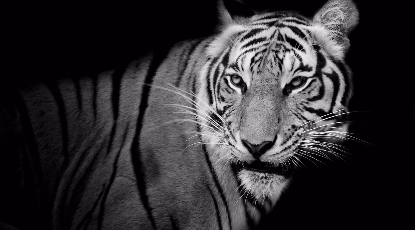 Un tigre en noir et blanc.