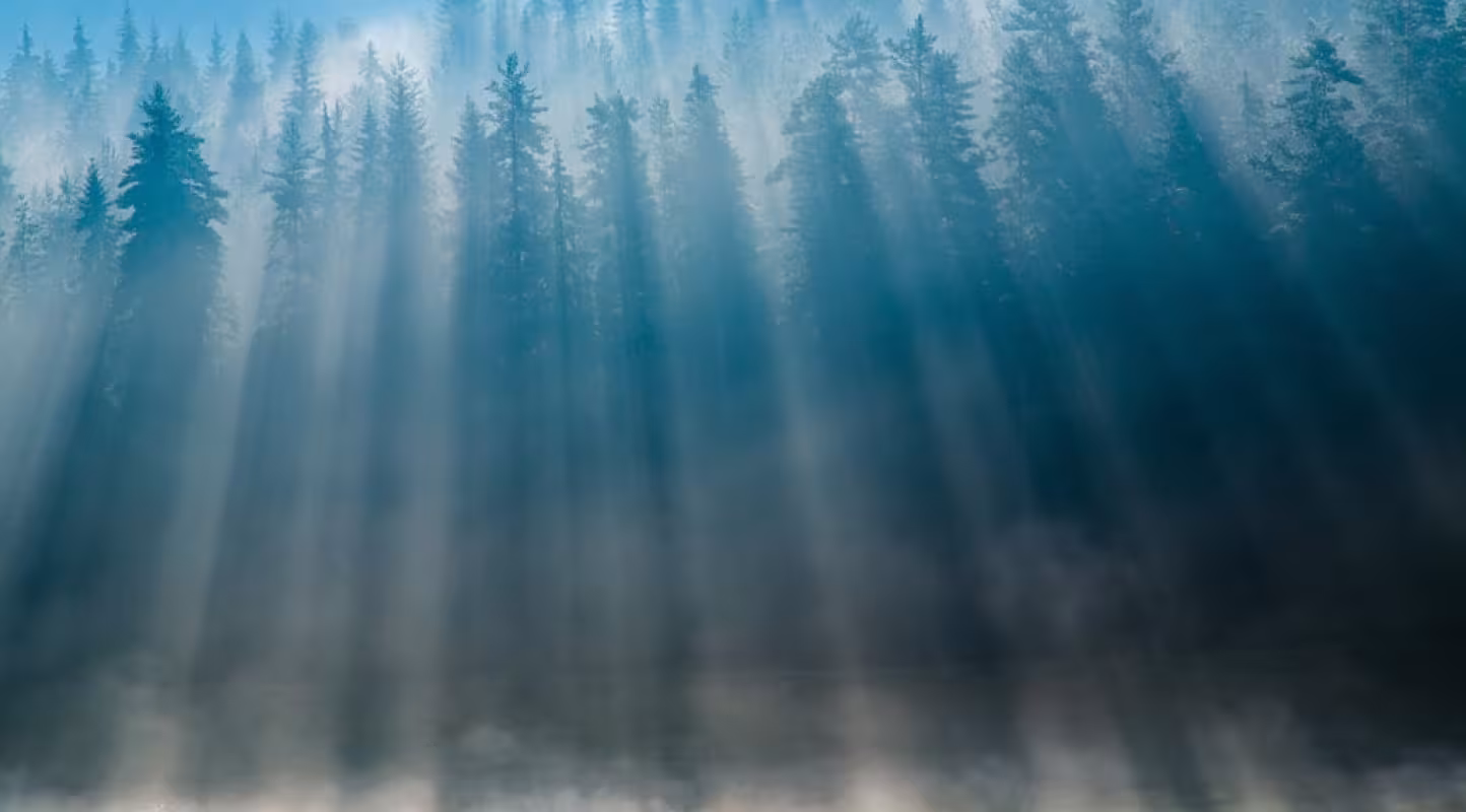 Paysage de forêt dans le Parc national de Pirin 