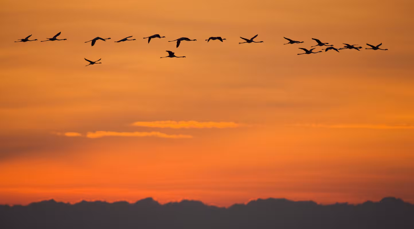 Flamants roses (Phoenicopterus roseus) photographiés au vol au coucher de soleil, Camargue, France