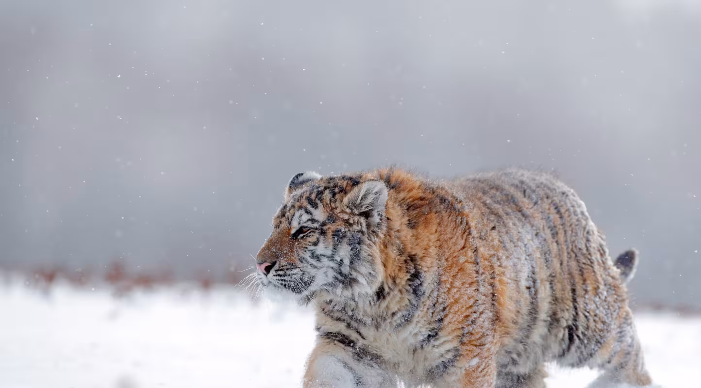 Tigre de l’Amour (Panthera tigris altaica) avec un pelage épais dans la neige, en Russie.