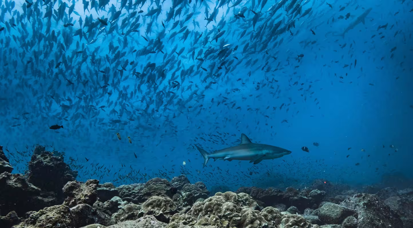 Carcharhinus galapagensis