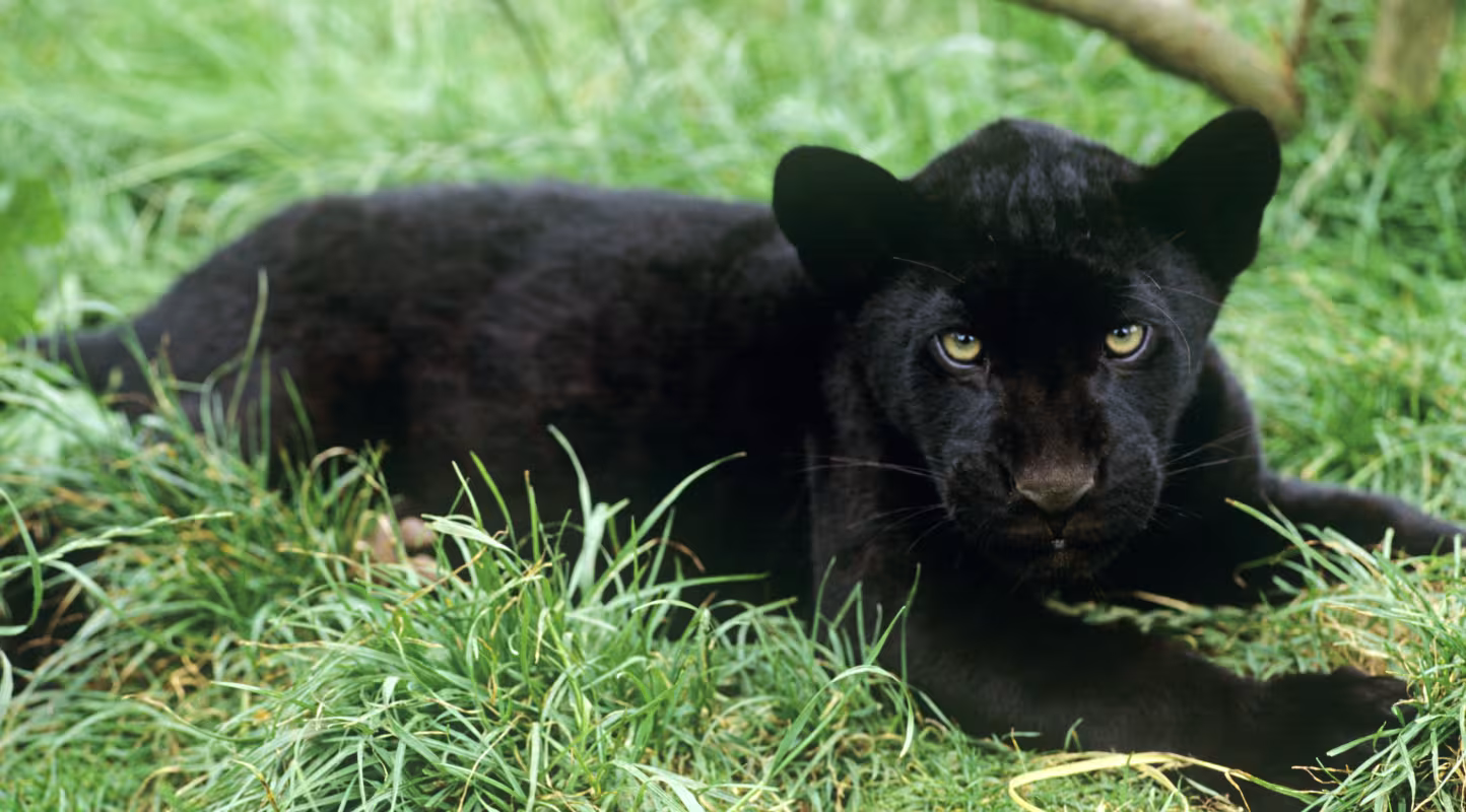 Jaguar noir bébé (Panthera onca)